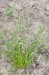 Keeled bulrush